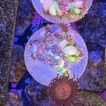 Highlighter Pink Rainbow Goniopora Coral (GN16-1 WYSIWYG)