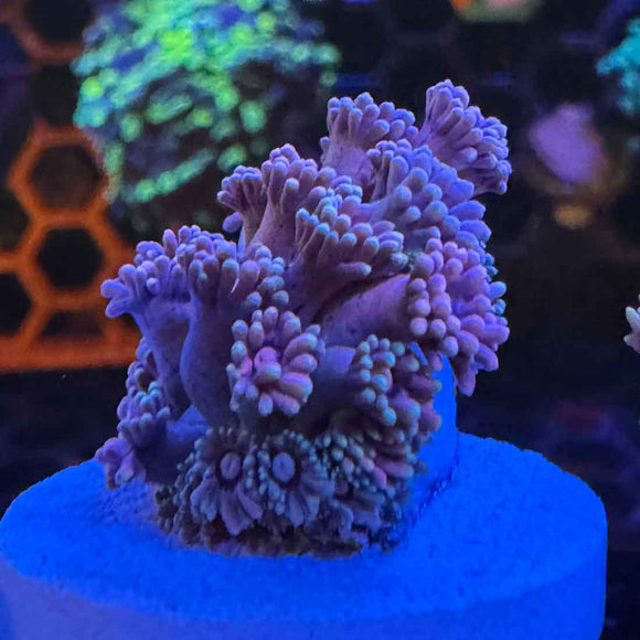 Drag Queen Rainbow Goniopora Coral (GN15 WYSIWYG)