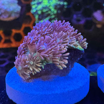 Highlighter Pink Rainbow Goniopora Coral (GN16-1 WYSIWYG) - 0