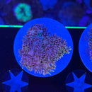 Highlighter Pink Rainbow Goniopora Coral (GN16-1 WYSIWYG)-3