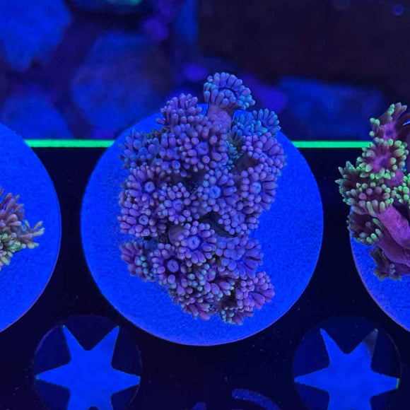 Drag Queen Rainbow Goniopora Coral (GN15 WYSIWYG)
