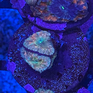 BSA Titty Twister Blasto (BL7-1 WYSIWYG)