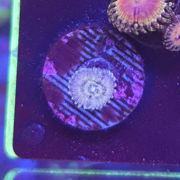 Milky Galaxy Zoanthids Coral (ZN25-2 WYSIWYG)