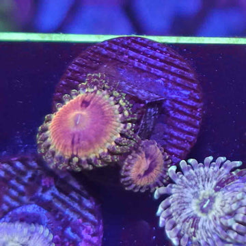 UC Kamikaze Kush Zoanthids Coral (ZN12-2 WYSIWYG)