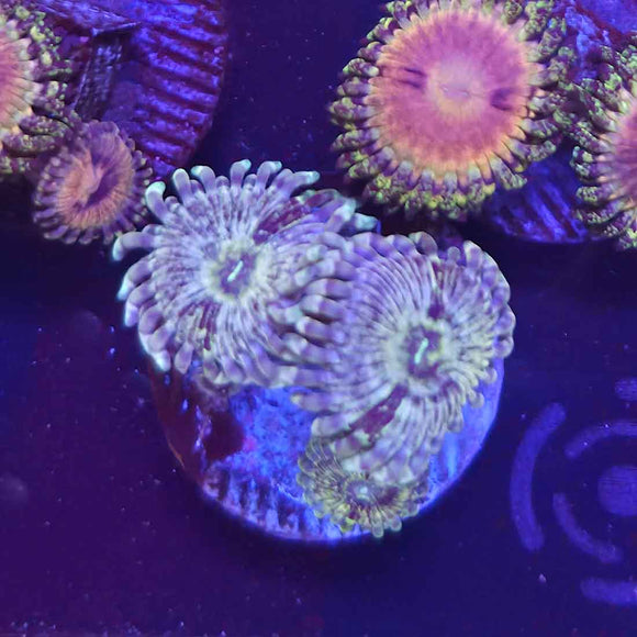 Milky Galaxy Zoanthids Coral (ZN25-1 WYSIWYG)