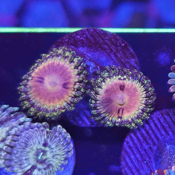 UC Kamikaze Kush Zoanthids Coral (ZN12-1 WYSIWYG)