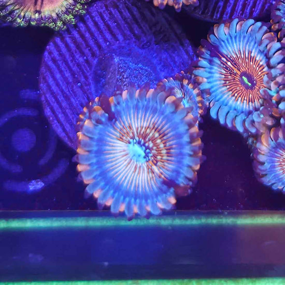 White Zombie Zoanthids Coral (ZN38-2 WYSIWYG)