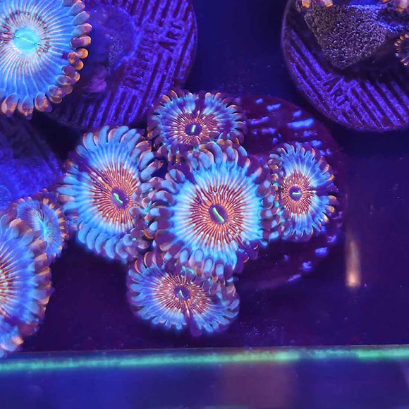 Salted Agave Zoanthids Coral (ZN29 WYSIWYG)