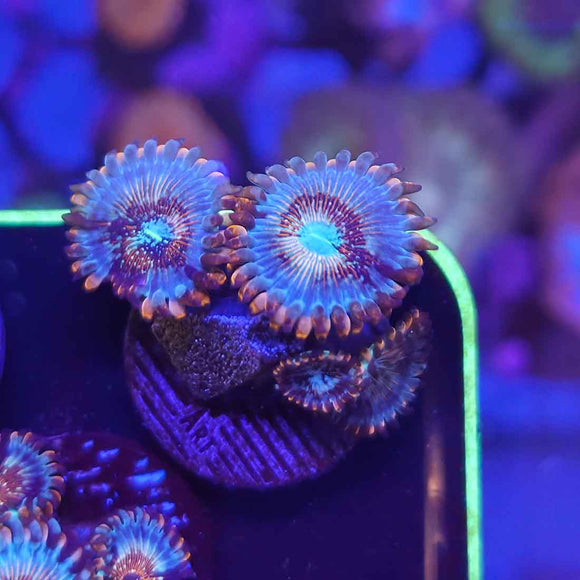 White Zombie Zoanthids Coral (ZN38-1 WYSIWYG)