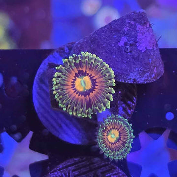 OG Rainbow Incinerators Zoanthids Coral (ZN40-3 WYSIWYG)