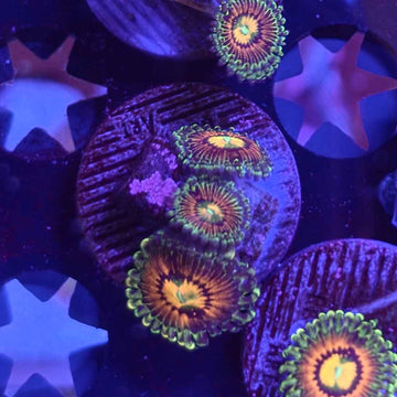 OG Rainbow Incinerators Zoanthids Coral (ZN40-2 WYSIWYG)