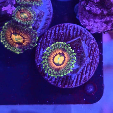 OG Rainbow Incinerators Zoanthids Coral (ZN40-1 WYSIWYG)