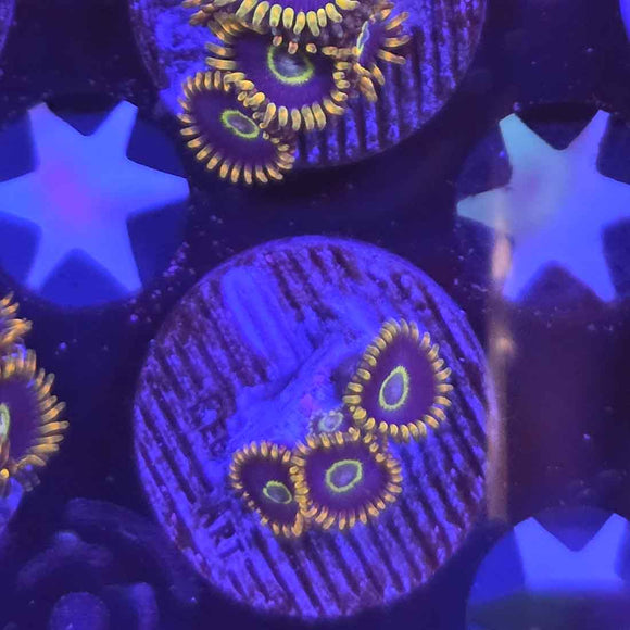 OG Purple Hornets Zoanthids Coral (ZN44-4 WYSIWYG)