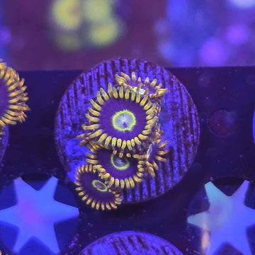 OG Purple Hornets Zoanthids Coral (ZN44-3 WYSIWYG)