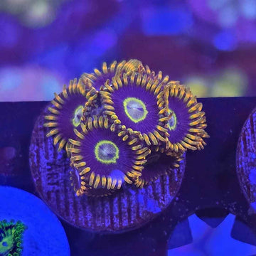 OG Purple Hornets Zoanthids Coral (ZN44-2 WYSIWYG)