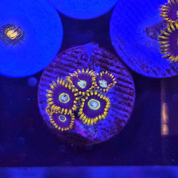 OG Purple Hornets Zoanthids Coral (ZN44-1 WYSIWYG)