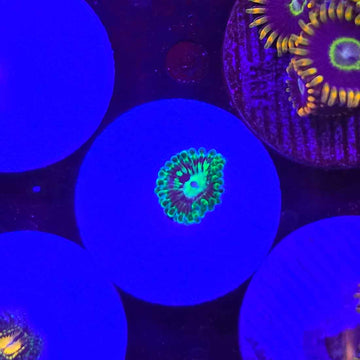 Emerald Mauls Zoanthids Coral (ZN13-2 WYSIWYG)