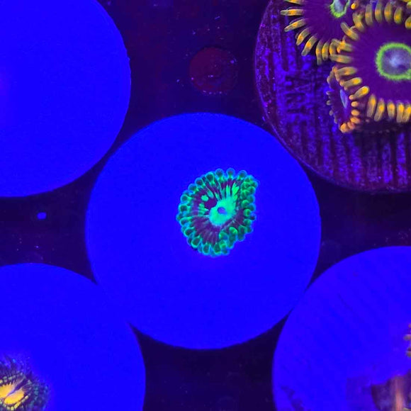 Emerald Mauls Zoanthids Coral (ZN13-2 WYSIWYG)