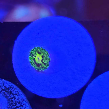 Emerald Mauls Zoanthids Coral (ZN13-1 WYSIWYG)