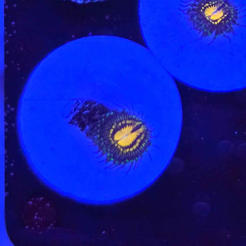 Butt Muncher Zoanthids Coral (ZN14-3 WYSIWYG)