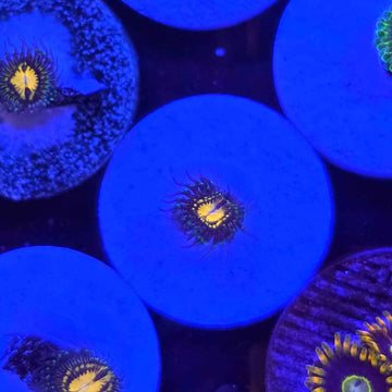 Butt Muncher Zoanthids Coral (ZN14-2 WYSIWYG)