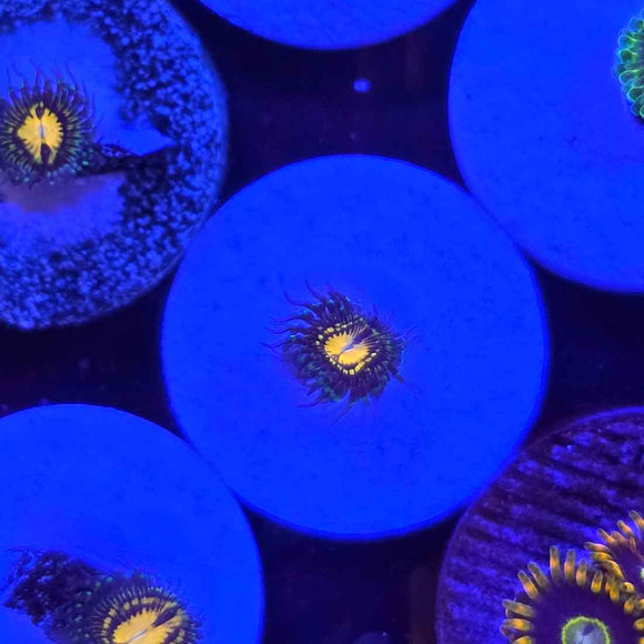 Butt Muncher Zoanthids Coral (ZN14-2 WYSIWYG)