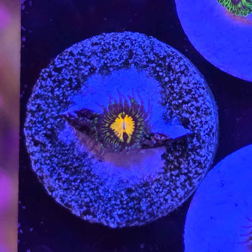 Butt Muncher Zoanthids Coral (ZN14-1 WYSIWYG)
