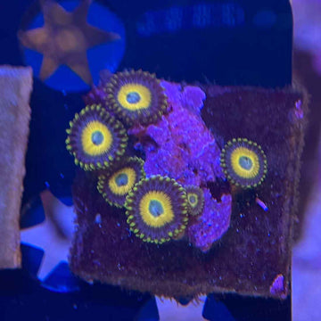 Scrambled Egg Zoanthids Coral (ZN19 WYSIWYG)