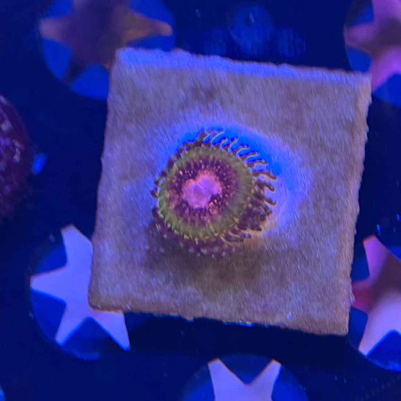Pink Krak Zoanthids Coral (ZN18 WYSIWYG)