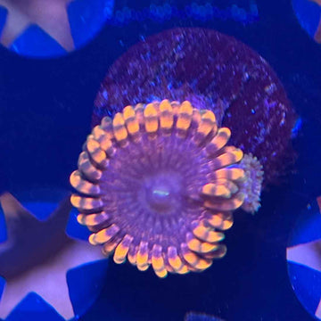 Fairy Fart Zoanthids Coral (ZN17 WYSIWYG)