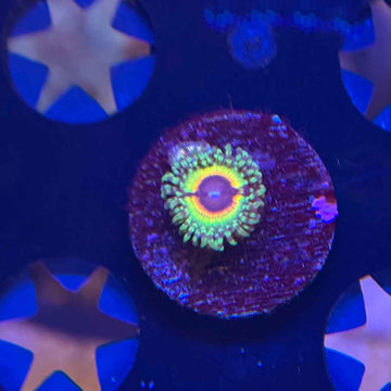 Little Shop of Horrors Zoanthids Coral (ZN15 WYSIWYG)