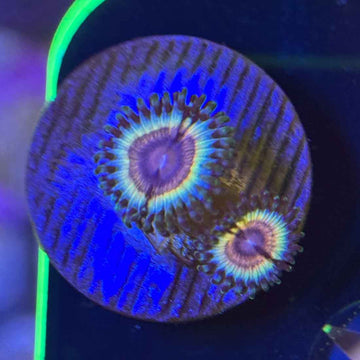Vampires in Drag Zoanthids Coral (ZN11 WYSIWYG)