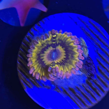 Stratocaster Zoanthids Coral (ZN10 WYSIWYG)