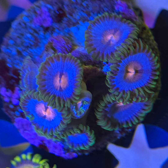 Miami Vice Zoanthids Coral (ZN6 WYSIWYG)