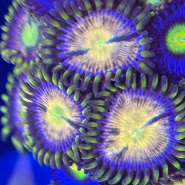 TSA Hydra Lady Dragon Zoanthids Coral (ZN34 WYSIWYG)