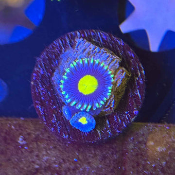 KOI Zoanthids Coral (ZN16 WYSIWYG)