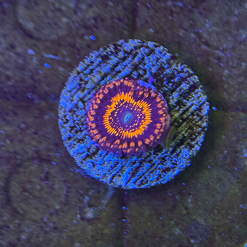 Illuminati Zoanthids Coral (ZN9 WYSIWYG)