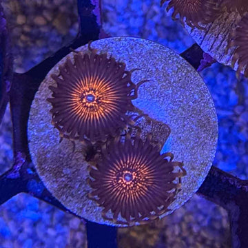 OG Nightmare Zoanthids Coral (ZN8-3 WYSIWYG)