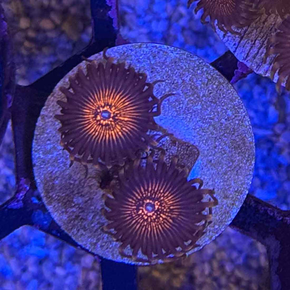 OG Nightmare Zoanthids Coral (ZN8-3 WYSIWYG)