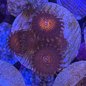 OG Nightmare Zoanthids Coral (ZN8-2 WYSIWYG)