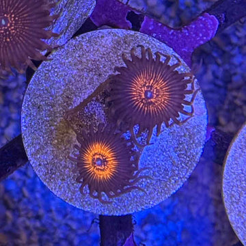 OG Nightmare Zoanthids Coral (ZN8-1 WYSIWYG)