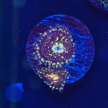 Dogecoin Zoanthids Coral (ZN4 WYSIWYG)