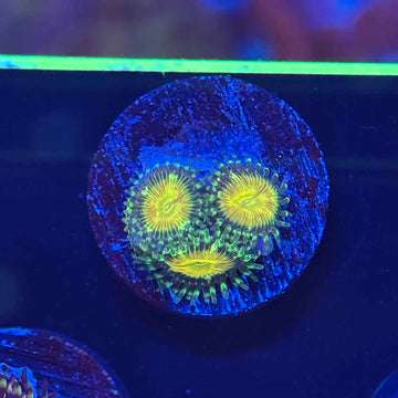 CEX Jolteon Zoanthids Coral (ZN5 WYSIWYG)