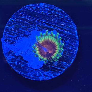 JF Bloodshots Zoanthids Coral (ZN7 WYSIWYG)