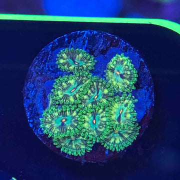 CEX Bulbasaur Zoanthids Coral (ZN3 WYSIWYG)