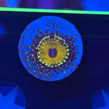 Godbeast Zoanthids Coral (ZN2 WYSIYG)