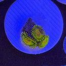 WWC Golden Gods Zoanthids Coral (ZN39 WYSIWYG)-1