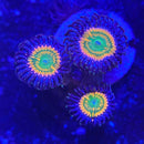 TSA Sunny D Zoanthids Coral (ZN36 WYSIWYG)-1