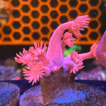 Miss Piggy Pink Goniopora Coral (GN3-1 WYSIWYG)