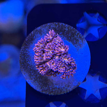 Gummy Worms Goniopora Coral (GN10 WYSIWYG) - 0